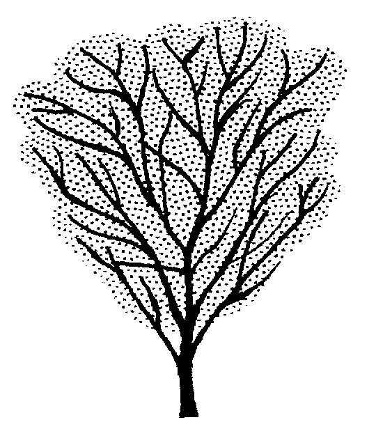 540x616 Trees Shrubs Appletons Tree Nursery