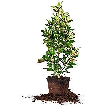 350x350 Little Gem Magnolia