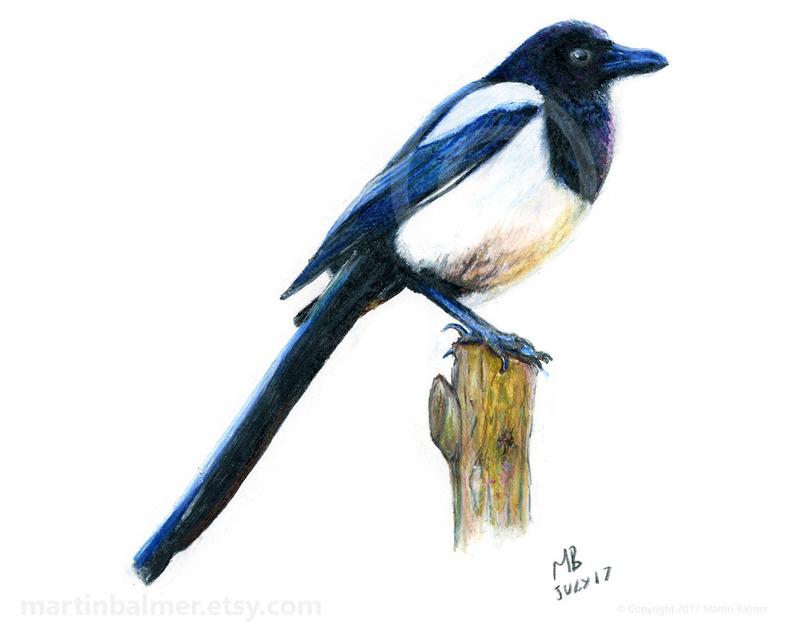 794x632 magpie art print from my british garden bird watercolour etsy
