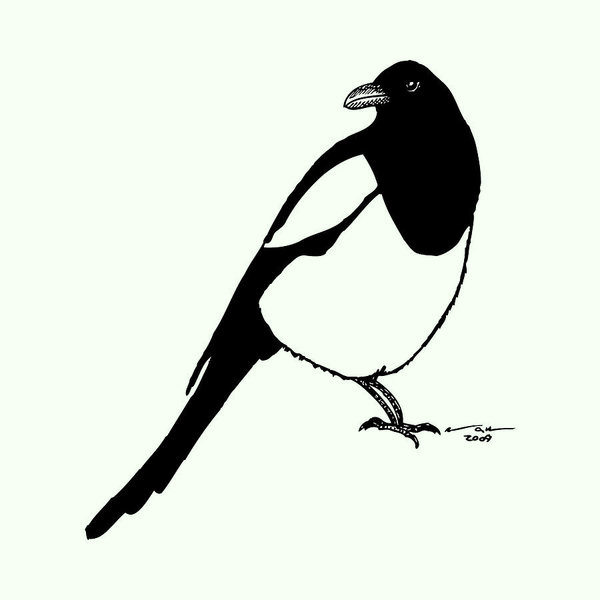 600x600 magpie bird drawing