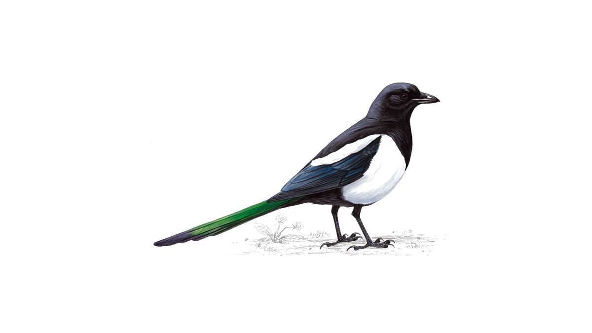 1200x675 magpie bird facts pica pica