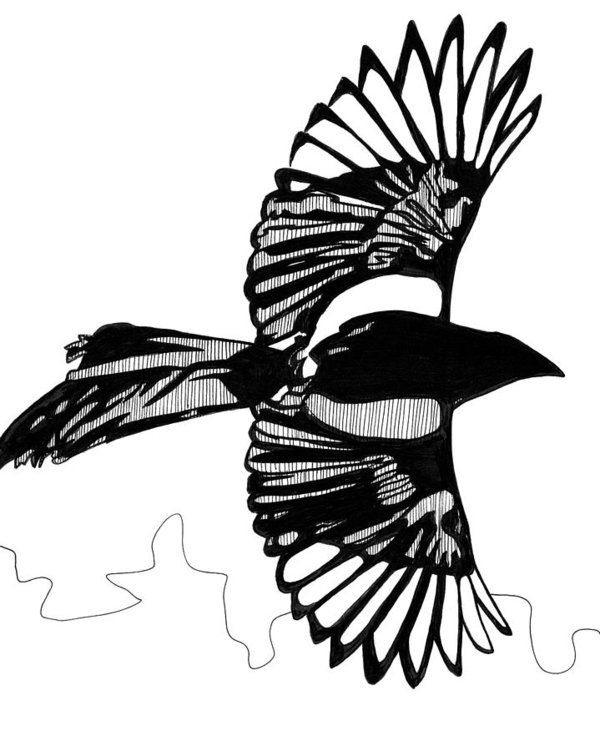 600x751 magpie in flight art print