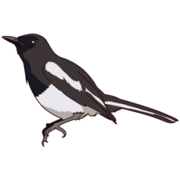 600x600 magpie robin drawing free images