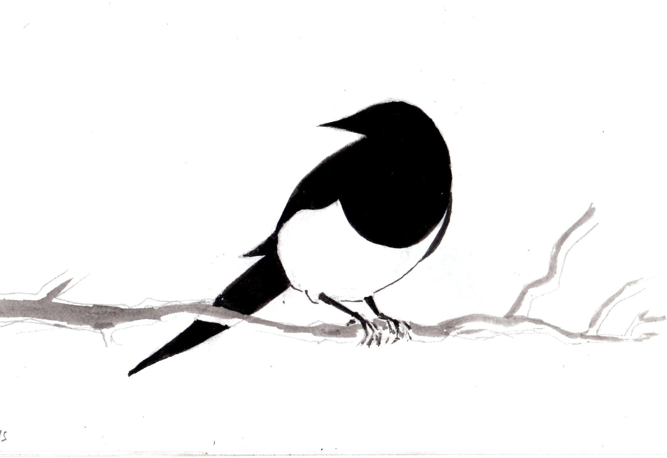 2269x1557 magpie drawing free download