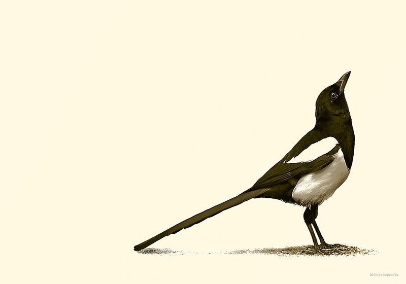 800x560 Magpie Illustration Illustrazione Gazzaladra