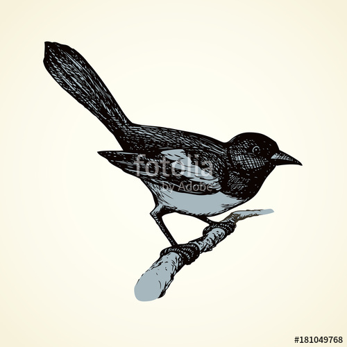 500x500 Vector Drawing Of A Series Of Sketches Birds Magpie Stock