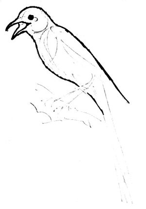 300x429 How To Draw Magpie Bird