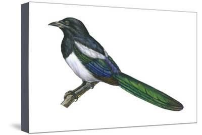 400x268 black billed magpie