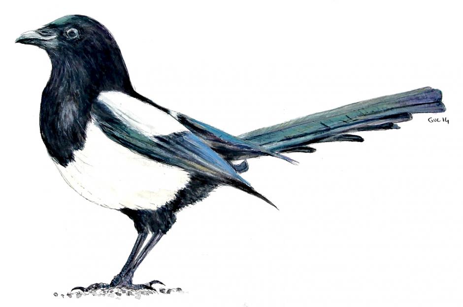 940x624 eurasian magpie birds drawings pictures drawings ideas