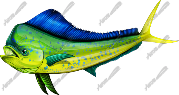 600x320 mahi mahi