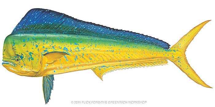 700x350 Dolphinfish Dolphinfish Step The Drawing The Big Dolphinfish