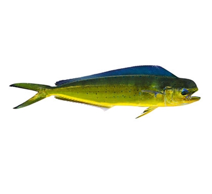 420x384 mahi mahi fish clipart