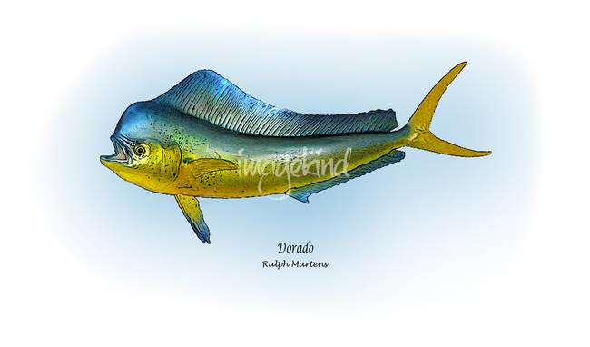 650x382 stunning mahi mahi artwork for sale on fine art prints