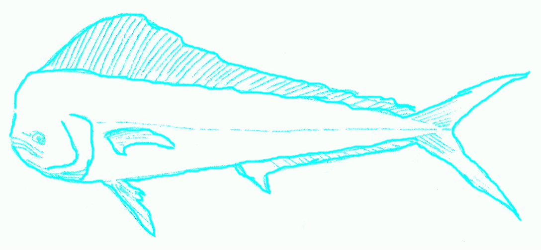 1088x504 Dolphinfish Dolphinfish Step The Drawing The Big Dolphinfish