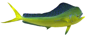 360x156 dolphin fishing miami and miami beach