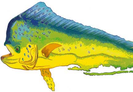 432x300 Fish The Island