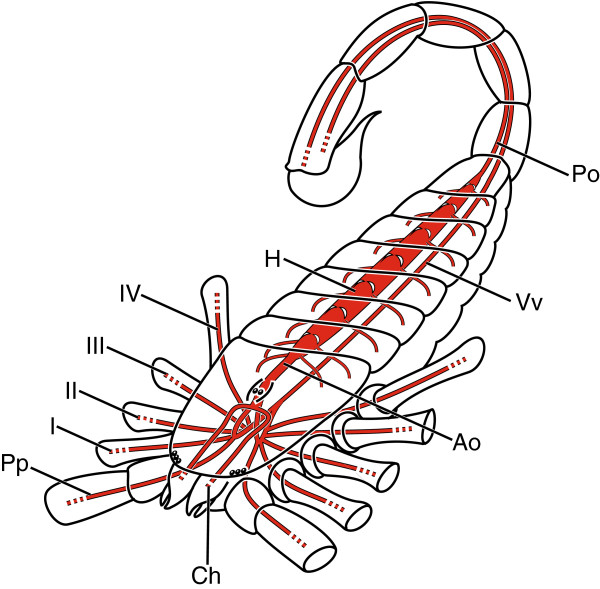 600x589 schematic drawing of major vascular system of scorpiones