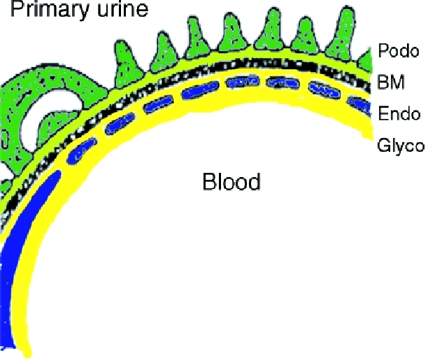 612x513 schematic drawing of the glomerular barrier and its major layers