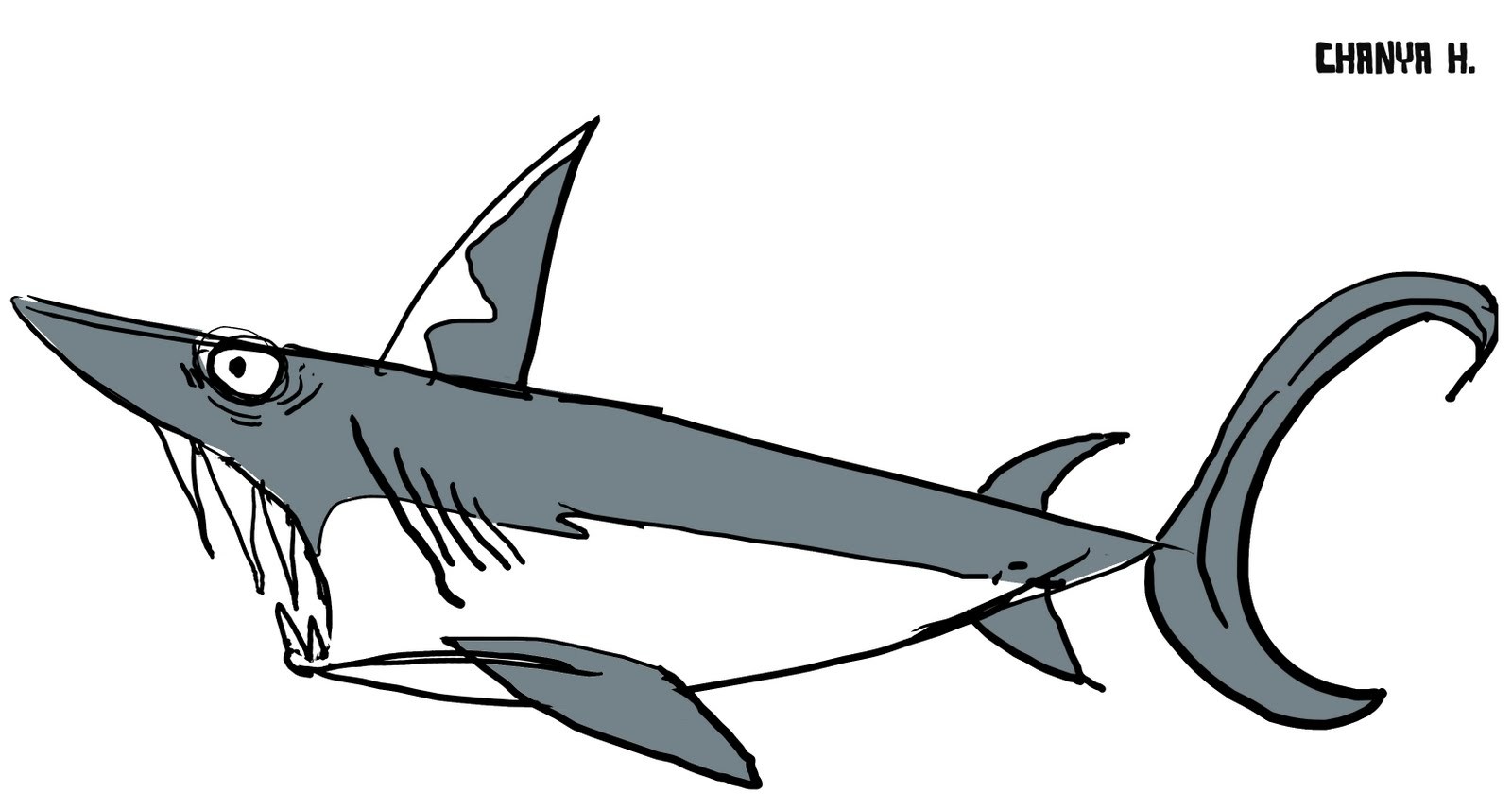 Mako Shark Drawing