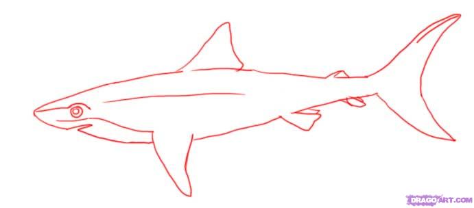 691x304 How To Draw A Shark, Step