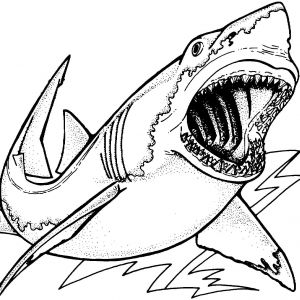 300x300 Lovely Hammerhead Shark Coloring Pages To Print
