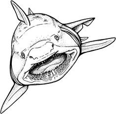 236x231 mako shark coloring pages unique sharks and rays coloring