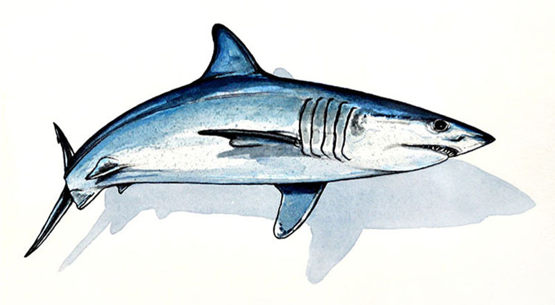 800x440 mako shark watercolors r michelson galleries