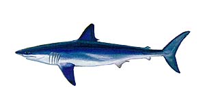 300x160 mako shark clipart