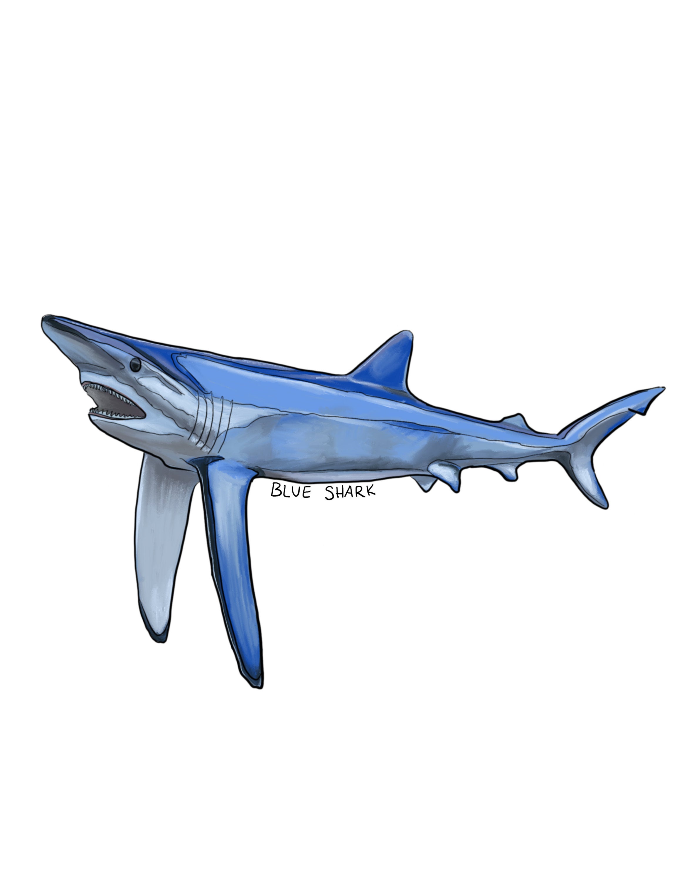 2357x3000 Blue Shark Original Digital Drawing Art Print Etsy
