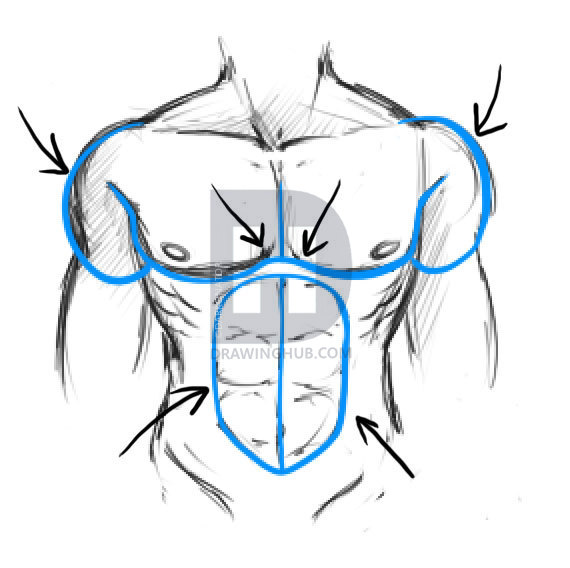 570x568 How To Draw A Body, Step