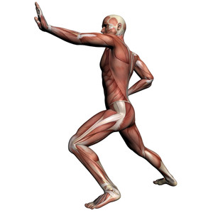 300x300 Human Anatomy Male Muscles Royalty Free Stock Image