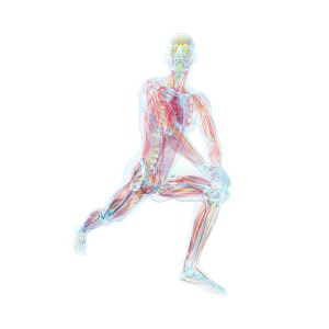 300x300 Male Anatomy Photograph