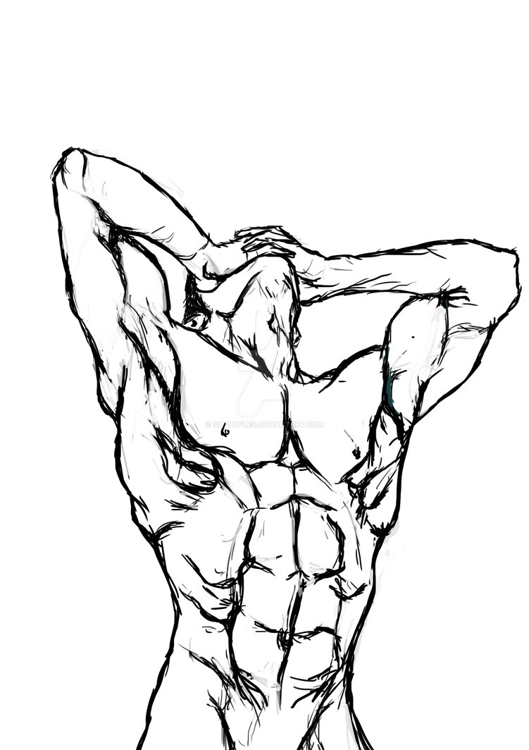 751x1064 Male Anatomy Study