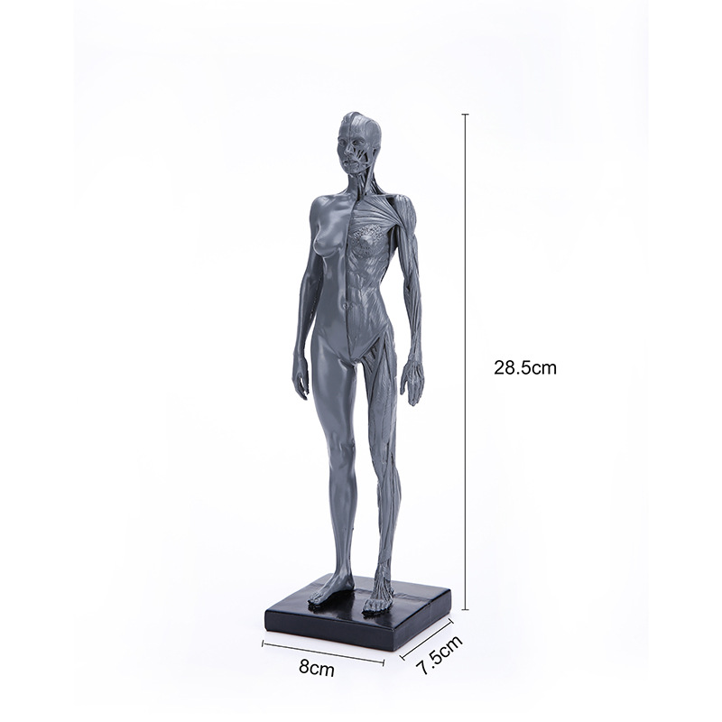 800x800 Natural Resin Human Female Artwork Model Medical Muscle