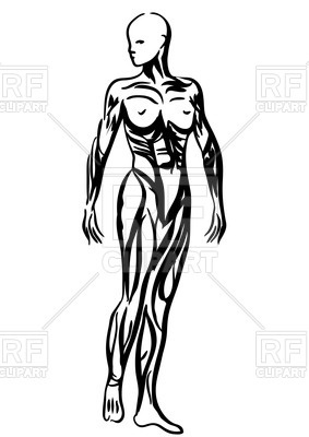 male body outline sketch