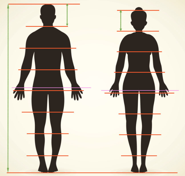 Male Body Proportions Drawing | Free download on ClipArtMag