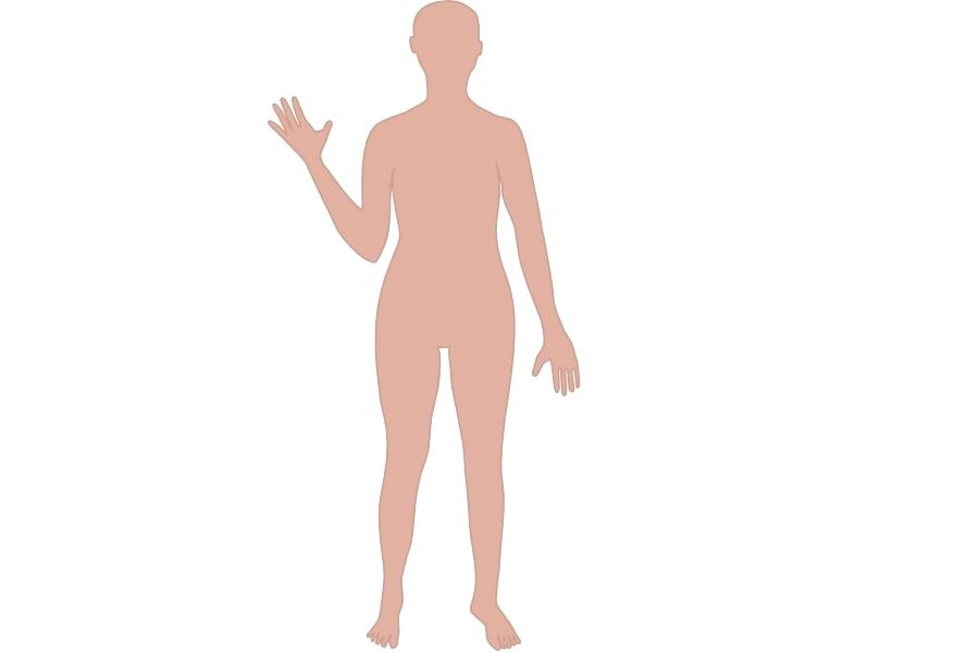 900x600 human outline pictures clip art body drawings gallery human human