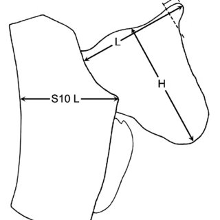 320x320 Psaironeura Remissa Male Right Cercus, Dorso Medial View