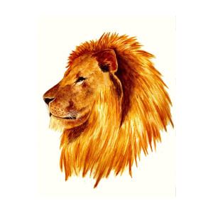 300x300 African Male Lion Painting