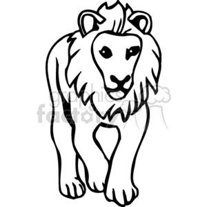 300x300 Black And White Male Lion On Walking On All Fours Clipart Royalty