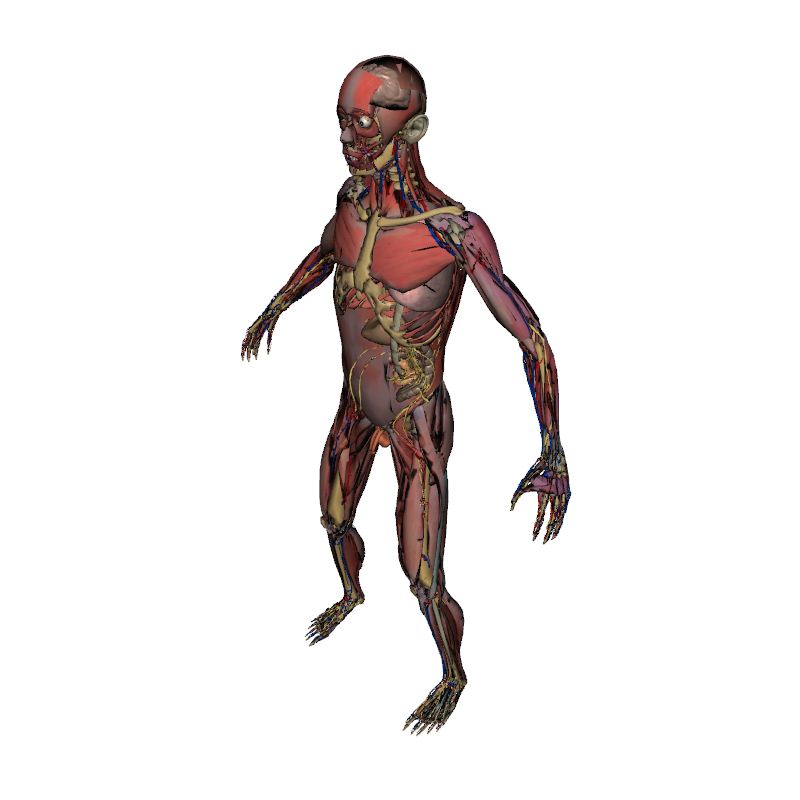 800x800 Full Male Anatomy Human Body Anatomy Model Eonexperience