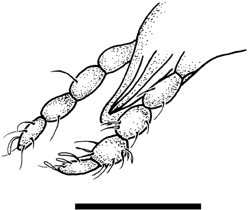 850x721 Sycorax Ukrainensis Sp N Holotype Specimen No K