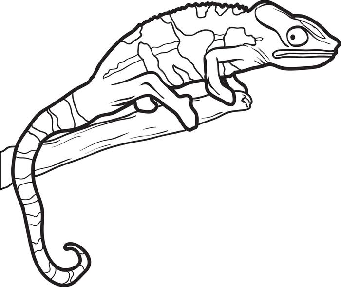 700x588 Fancy Ideas Picture Of A Lizard To Color Outline Drawing