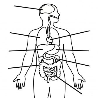 336x336 Body Outline Drawing Female Simple Male Printable Front And Back