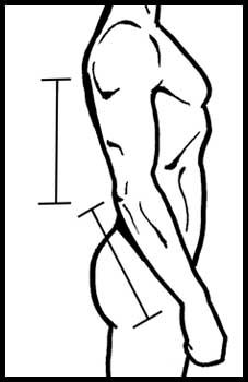 Male Upper Body Drawing
