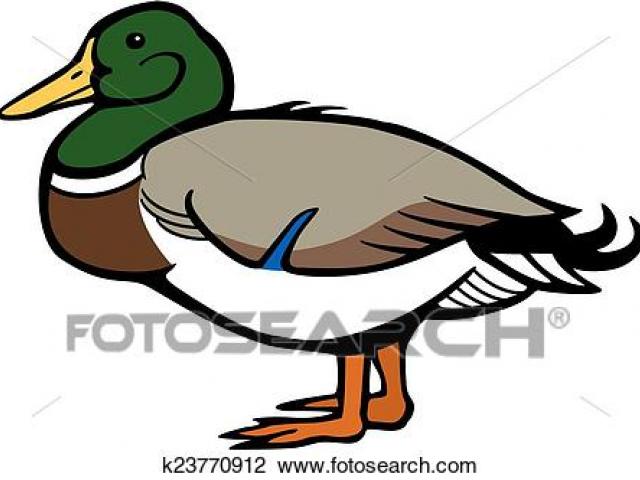 640x480 Mallard Clipart Drawing