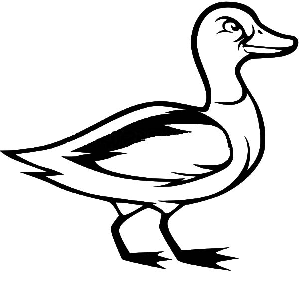 600x571 Mallard Duck Look Upset Coloring Pages Color Luna