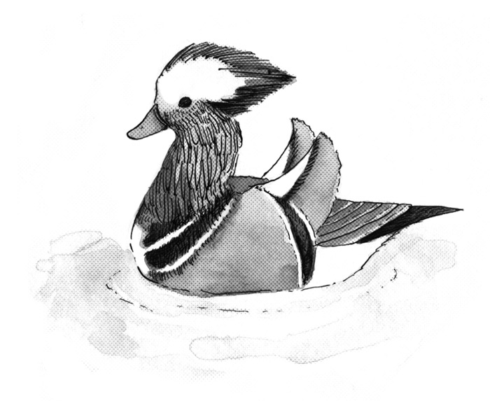 700x573 Duck Drawing Mallard Duck For Free Download