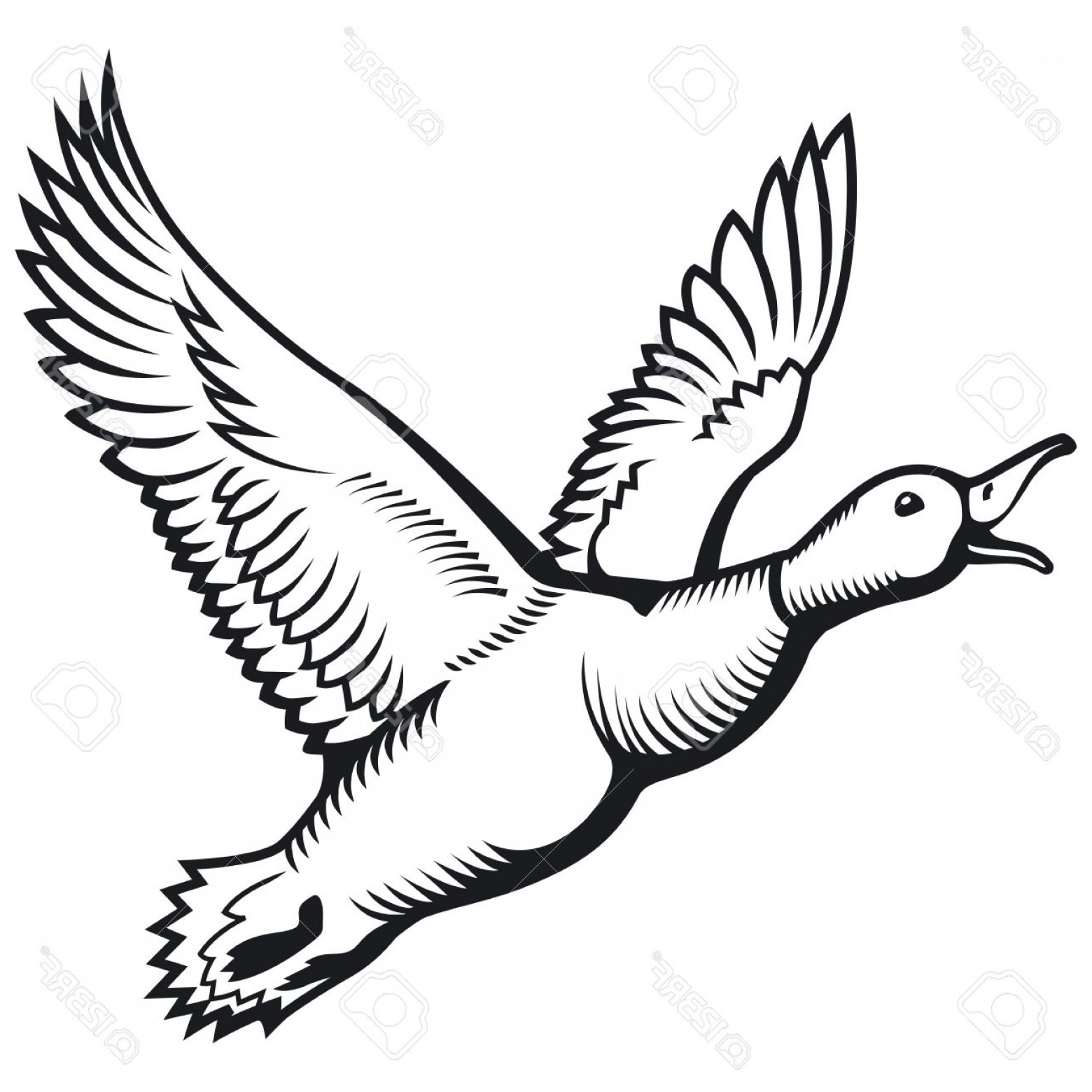 1560x1560 Photostock Vector Flying Wild Duck Duck Hunting Flying Mallard
