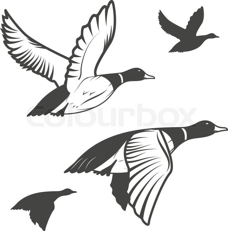 791x800 Super Ideas How To Draw A Mallard Duck Flying Set Of Wild Ducks